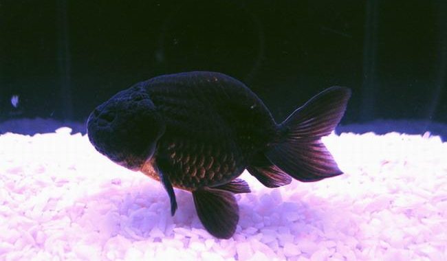 Black thai sales ranchu